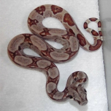 DH Sunglow Sharp Strain Male #1