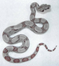 DH Sunglow Sharp Strain Male #2