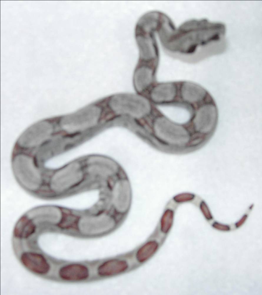 DH Sunglow Sharp Strain Male #2