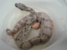 Ghost Het Sharp Strain Albino