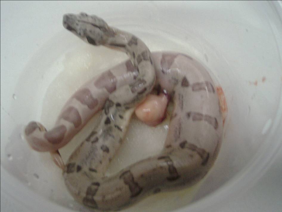 Ghost Het Sharp Strain Albino