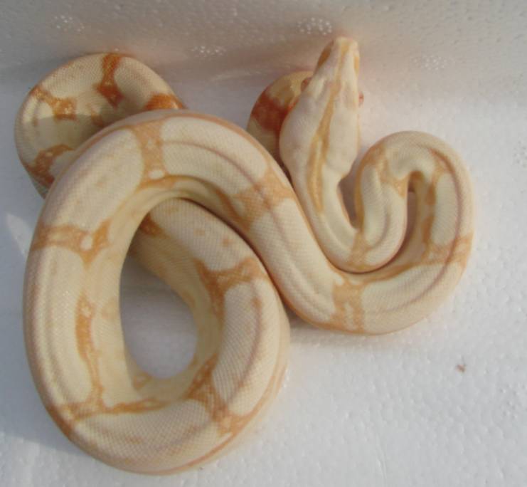 SHARP ALBINO MALE#2