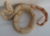 SHARP ALBINO MALE#2