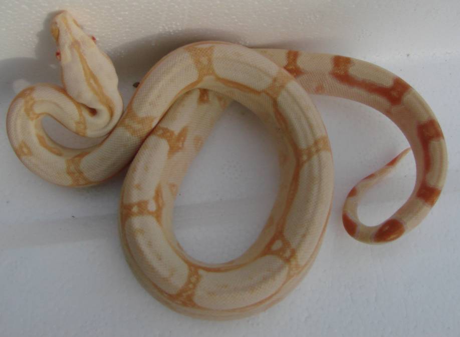 SHARP ALBINO MALE#2