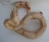 SHARP ALBINO MALE#2