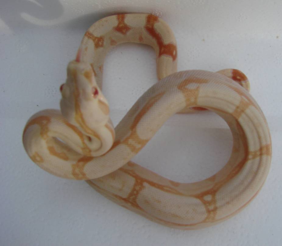 SHARP ALBINO MALE#2