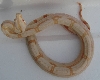 SHARP ALBINO MALE#2