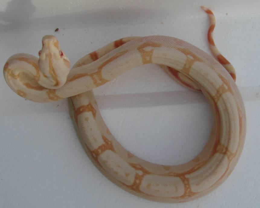 SHARP ALBINO MALE#2