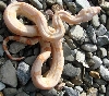 SharpAlbinoMalePair1