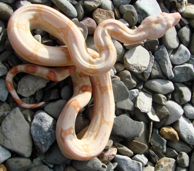 SharpAlbinoMalePair1