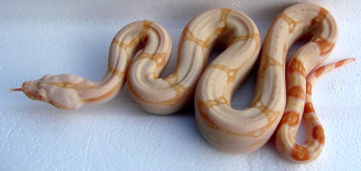 SharpAlbinoMalePair2