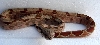SharpAlbinoMalePair3