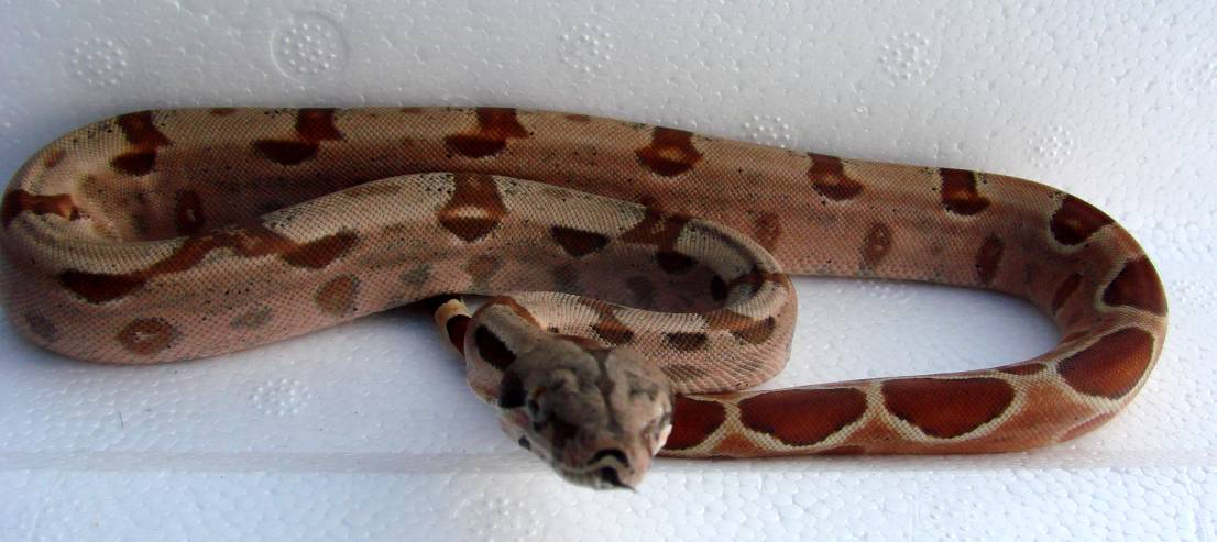 SharpAlbinoMalePair3