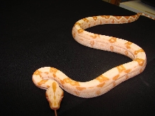 SHARP STRAIN SUNGLOW KEEPER FEAMLE #1