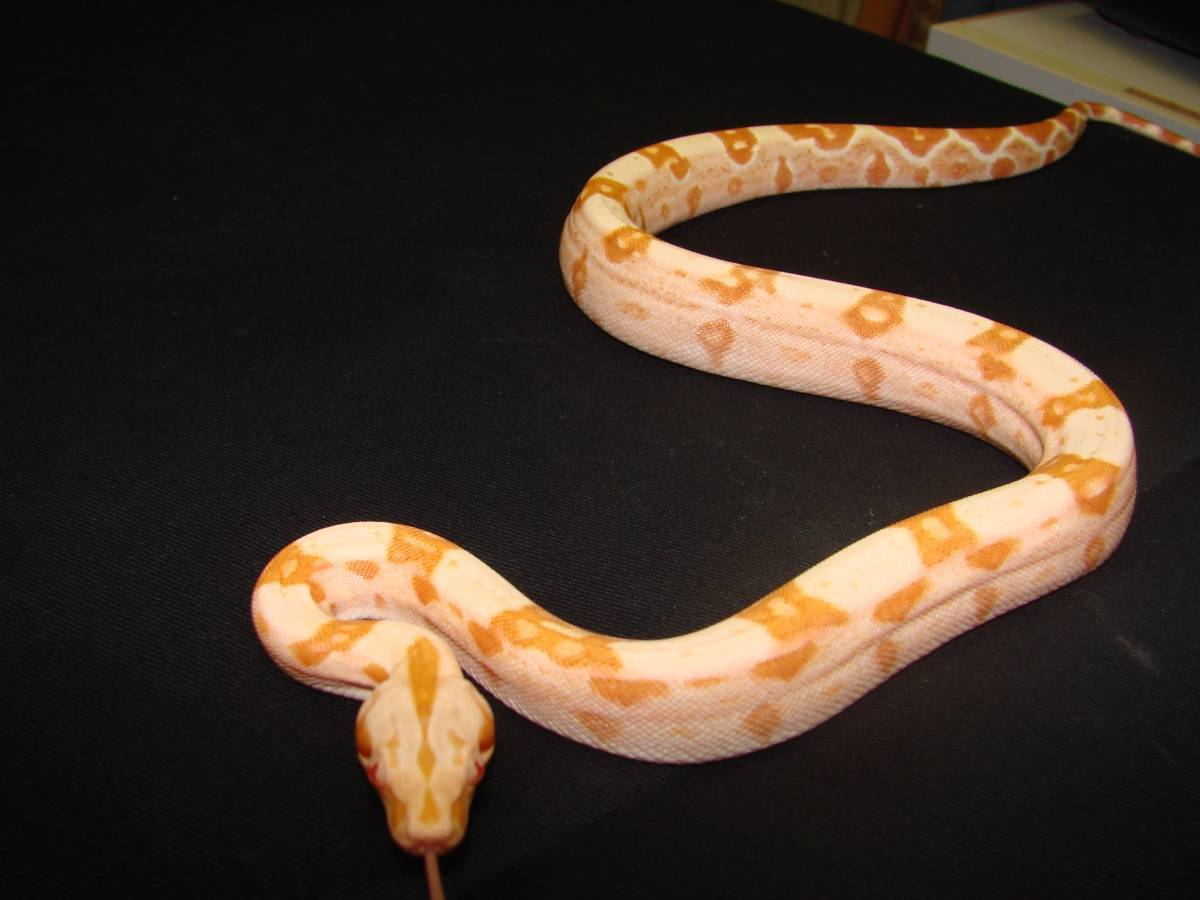 SHARP STRAIN SUNGLOW KEEPER FEAMLE #1