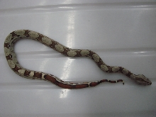 Striped Het Albino Female #1