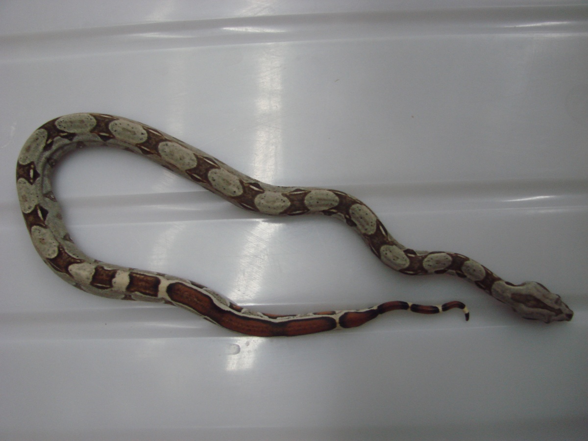 Striped Het Albino Female #1