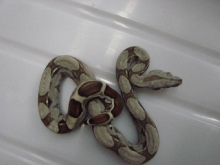 Striped Het Albino Female #2