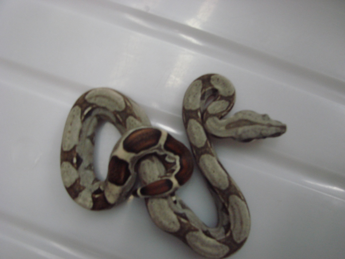 Striped Het Albino Female #2