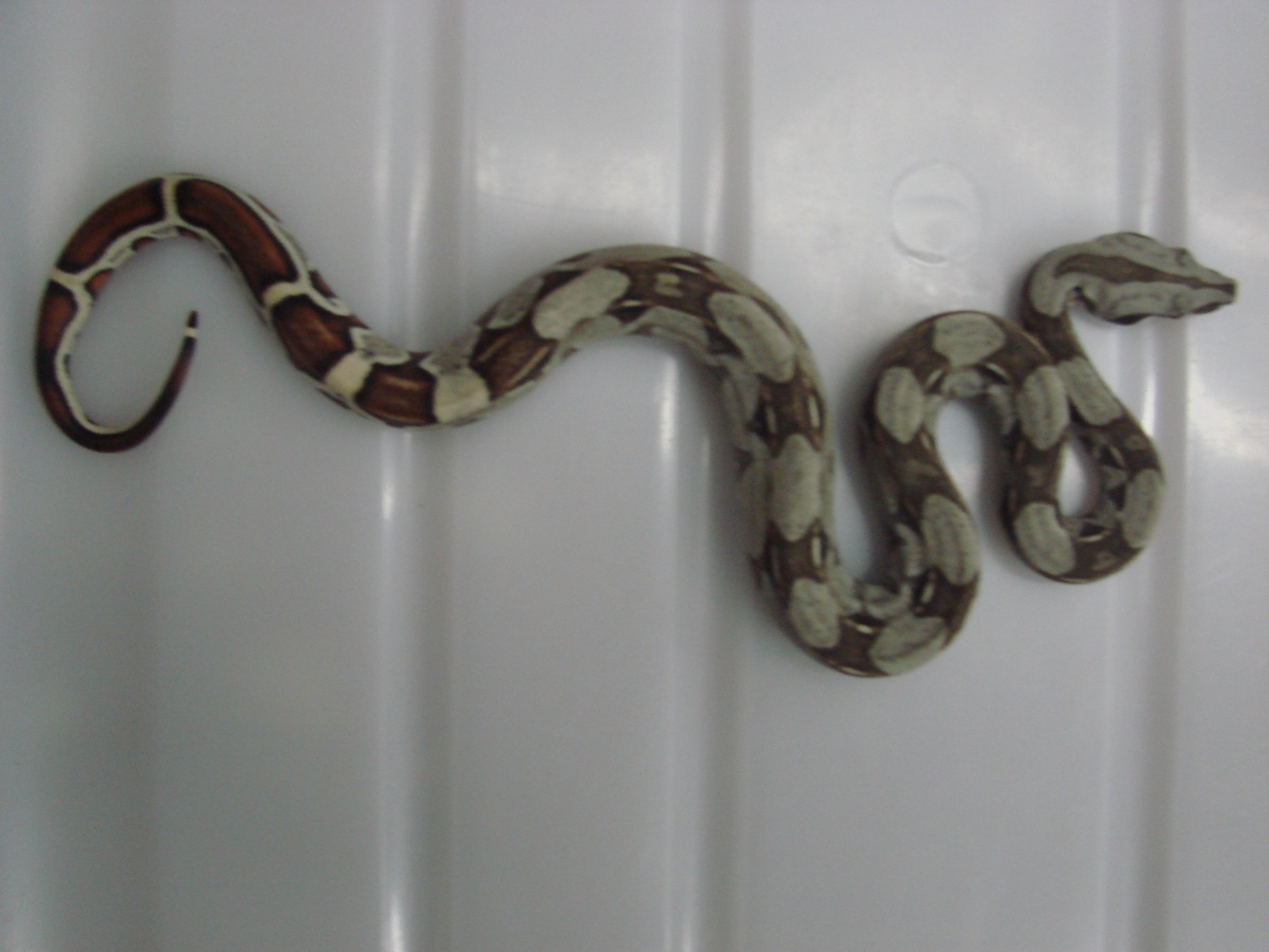 Striped Het Albino Male #1