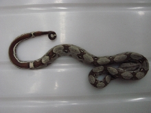 Striped Het Albino Male #2