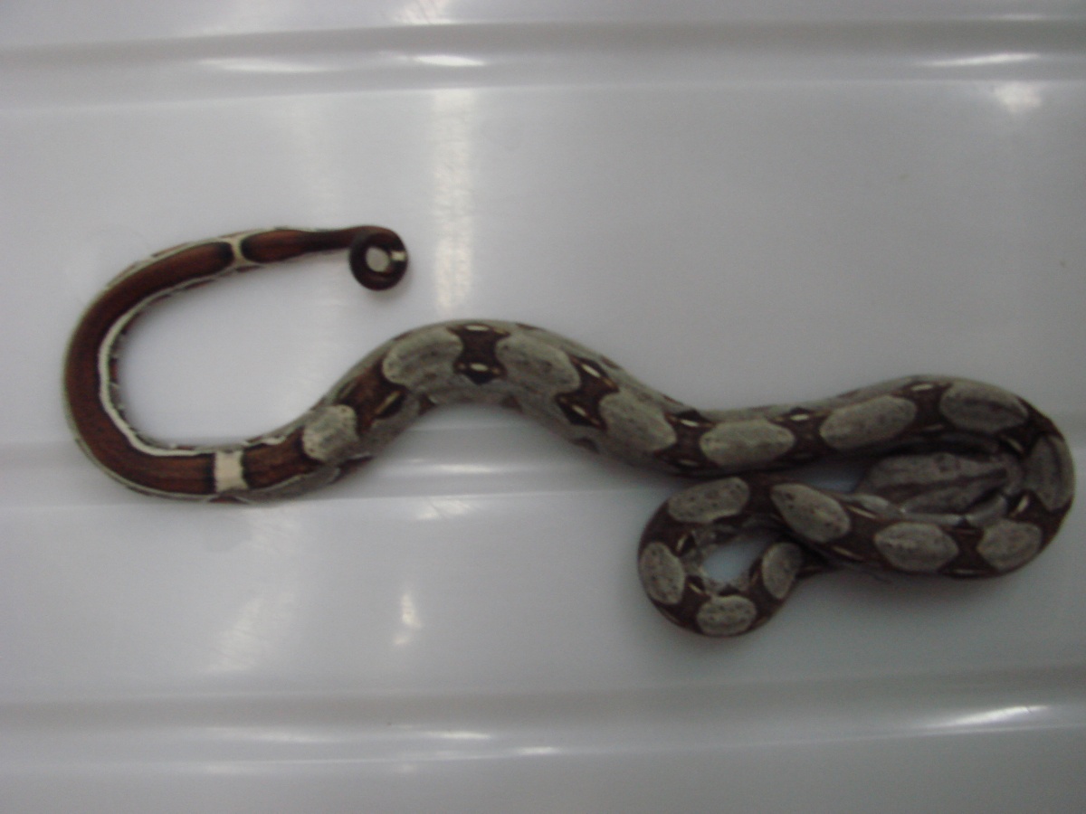 Striped Het Albino Male #2