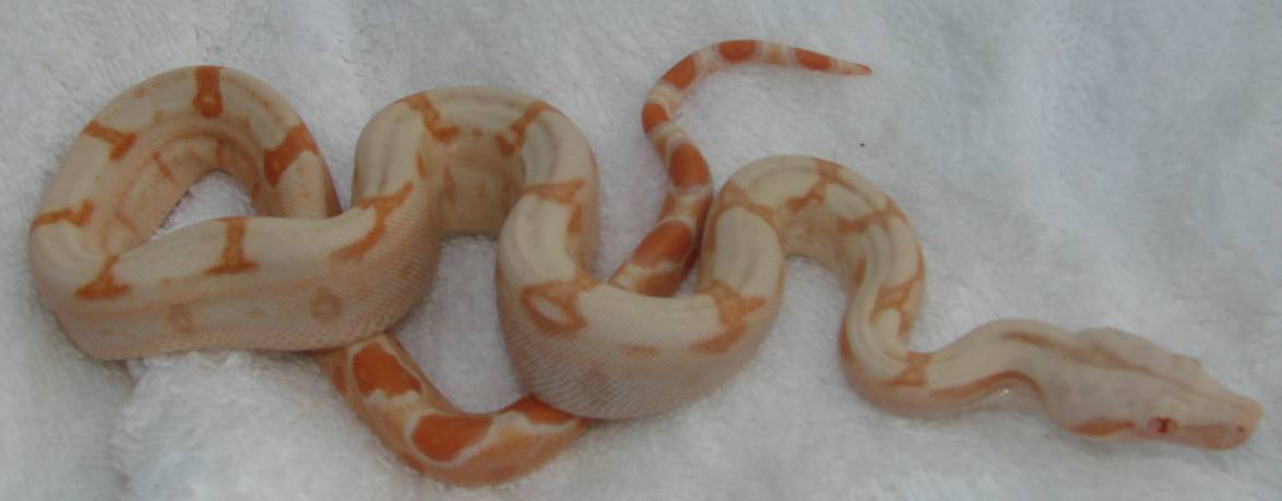 Sunglow Female #1