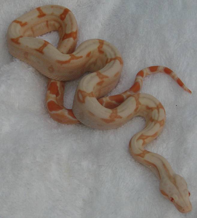 Sunglow Female #1