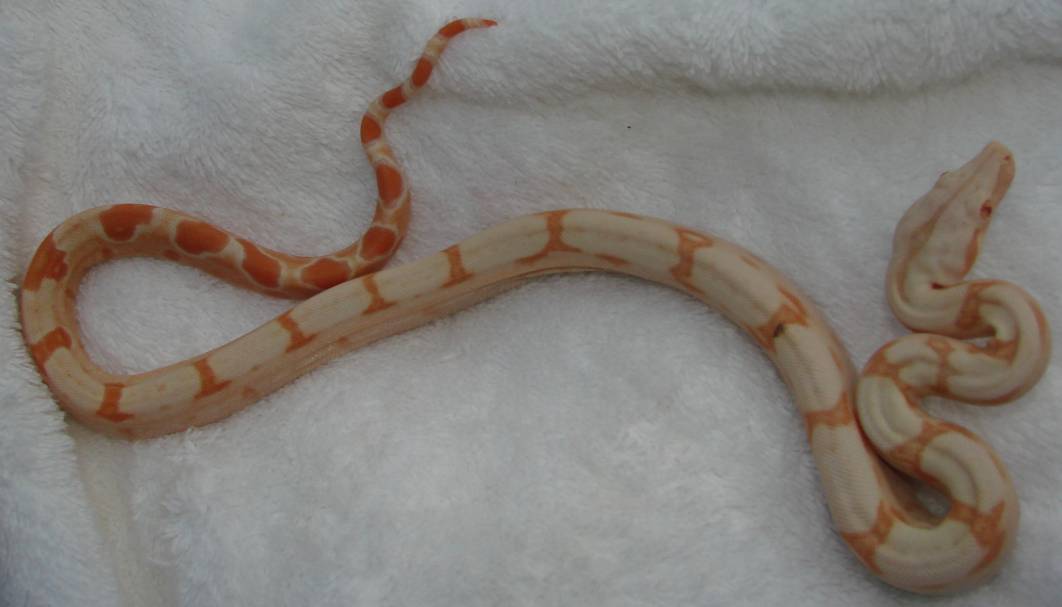 Sunglow Female #1