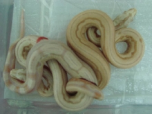 Albino Arabesque