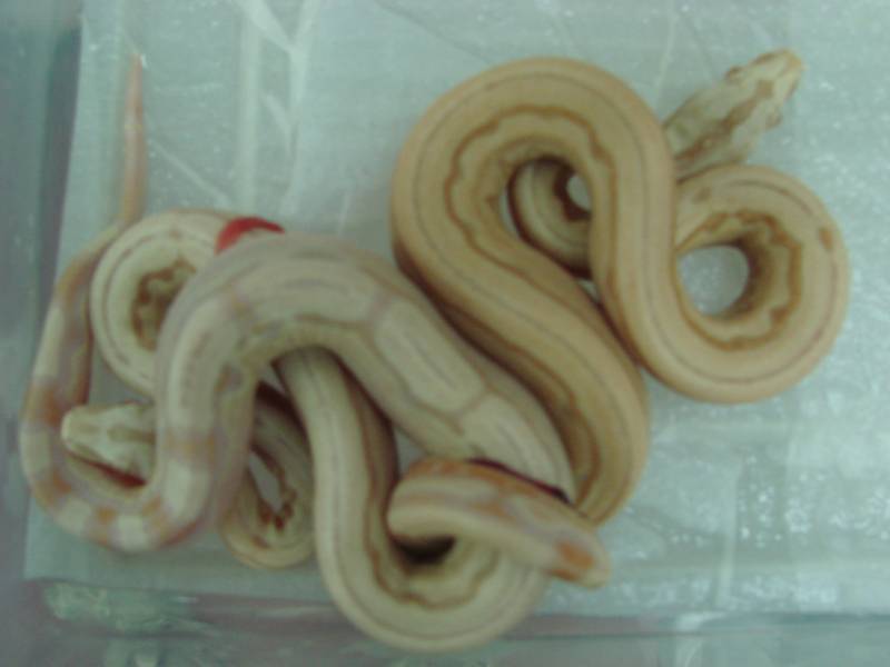 Albino Arabesque