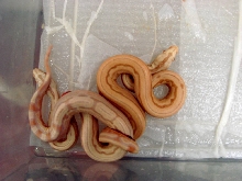 Poss Super Albino Arabesques