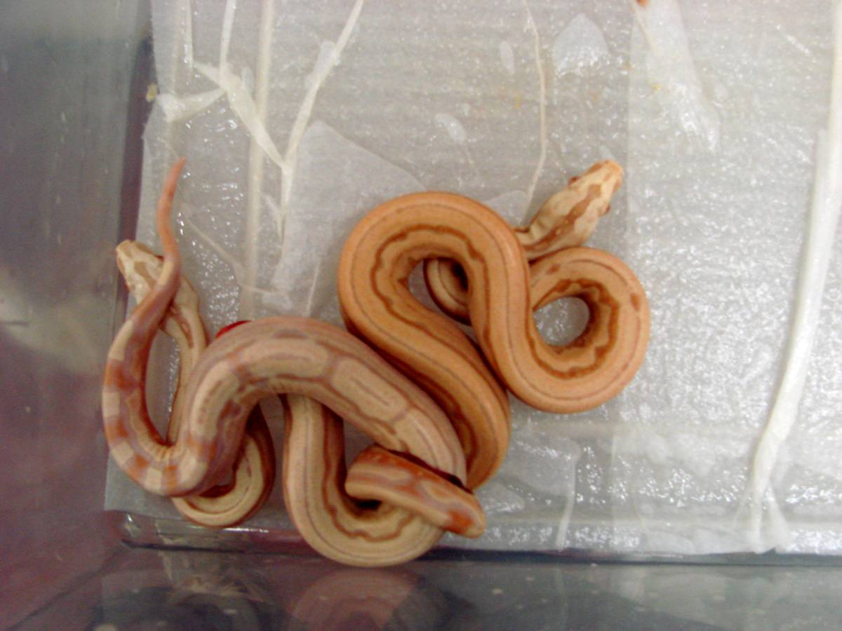 Poss Super Albino Arabesques