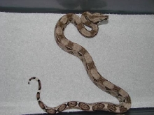 Anery poss het sharp albino