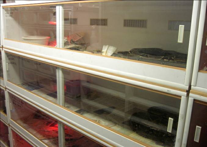 Cages1