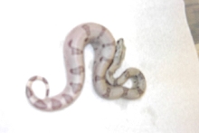Ghost Het Sharp Strain Albino