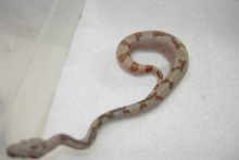 Hypo Het Sunglow Sharp Strain Poss Het Anery