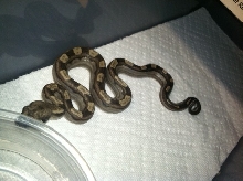 Motley Het Sharp Albino