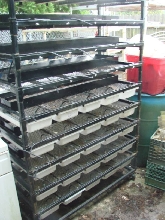 mouse rack