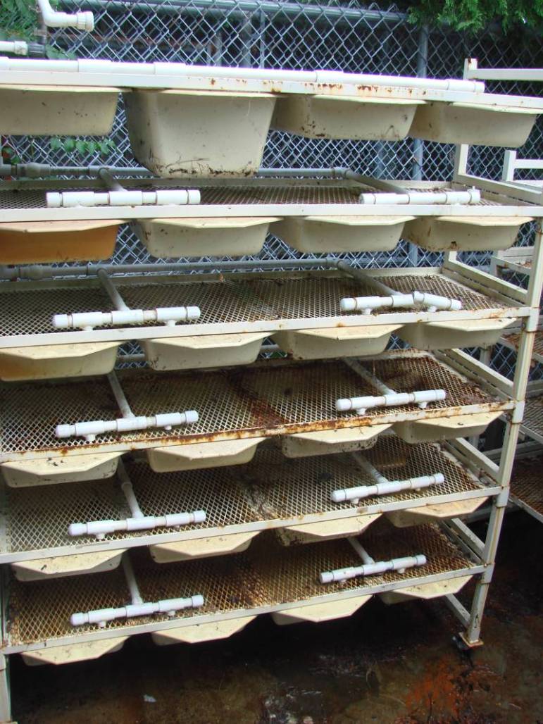 Neodesha Mouse / rat rack