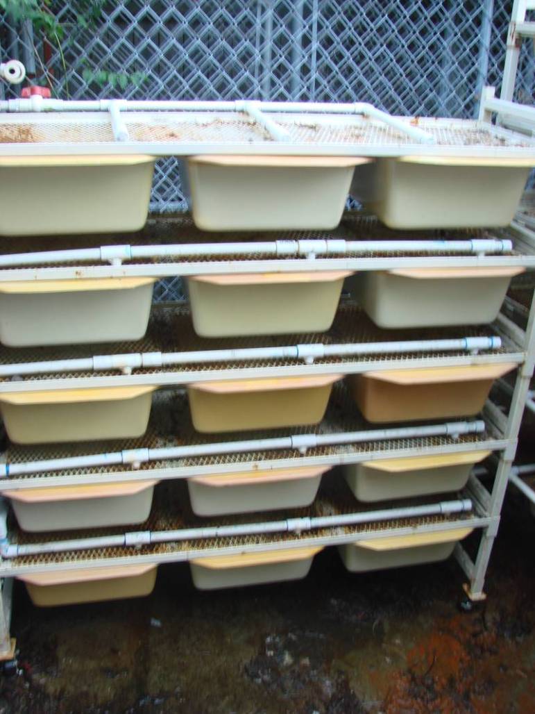 Neodesha Rat Rack