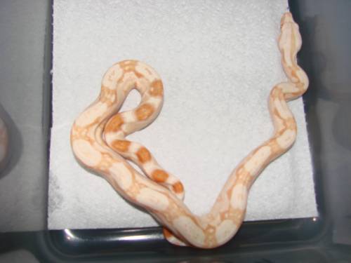 Sharp poss het anery