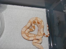 Sharp poss het anery