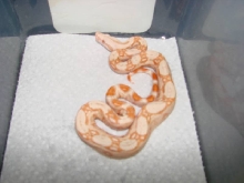 Sharp Albino