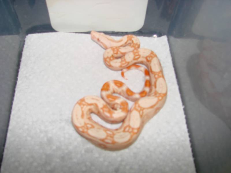 Sharp Albino