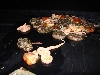CA SHARP ALBINO LITTER