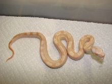 Sharp Albino Motley