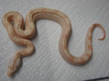 Sharp Albino Motley