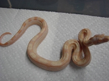 Sharp Albino Motley