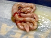 CA SHARP ALBINO LITTER TWINS